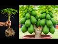 The Best Idea for Growing Papaya Tree! _ How to grow papaya #papaya