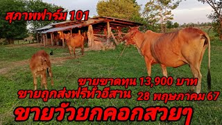 28 พฤษภาคม ค.ศ. 2024ขายวัวยกคอก#วัวแม่ลูกสวยส่งฟรีอิสาน