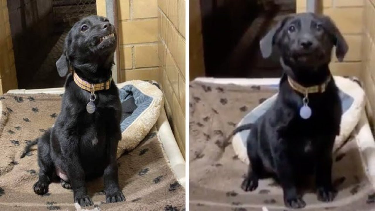 Puppy Looking For A Forever Home Smiles At Everyone Who Passes By Him ...