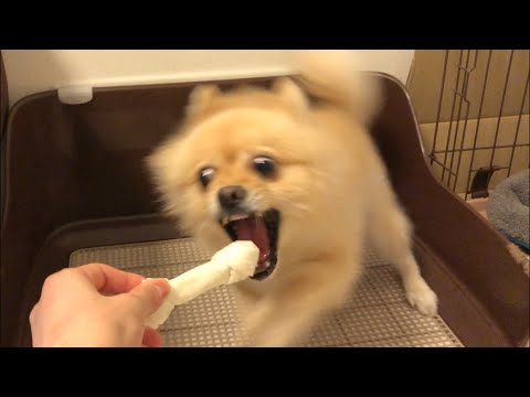 ポメラニアンの暴走スイッチが入るとこうなります…