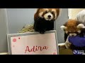 Red Panda Cub Name Reveal- Toronto Zoo