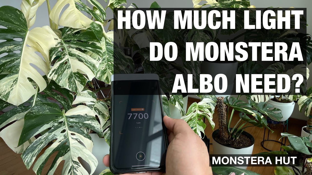 How Much Light Do Monstera Albo Need?