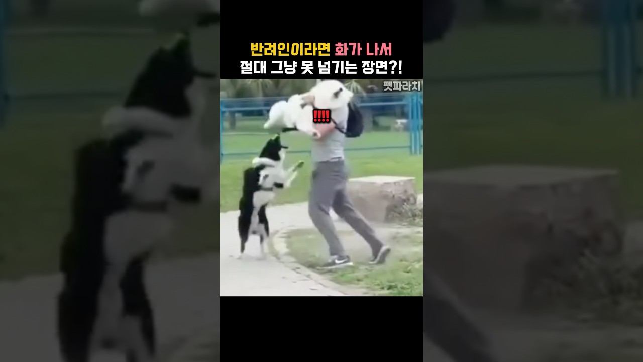 산책 중 마주친 최악의 상황, 보더콜리 무개념 견주 #강아지 #동물