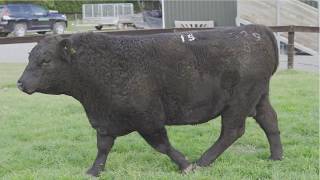 Red Oak Angus Lot 15