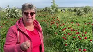 Au inflorit bujorii in Dobrogea - aici sunt in padurea Enisala - superba tara avem!