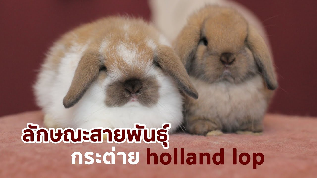 Show Pet | กระต่ายฮอลแลนด์ลอป : Rhosgobel | สรุปเนื้อหาที่เกี่ยวข้องกับกระต่าย มิ นิล อปที่อัปเดตใหม่