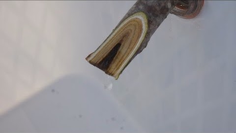 Tapping A Maple Tree Part 3: Tapping The Tree