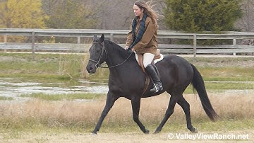 Jacks Playboon - English cantering, lead changes, transitions! - ValleyViewRanch.net