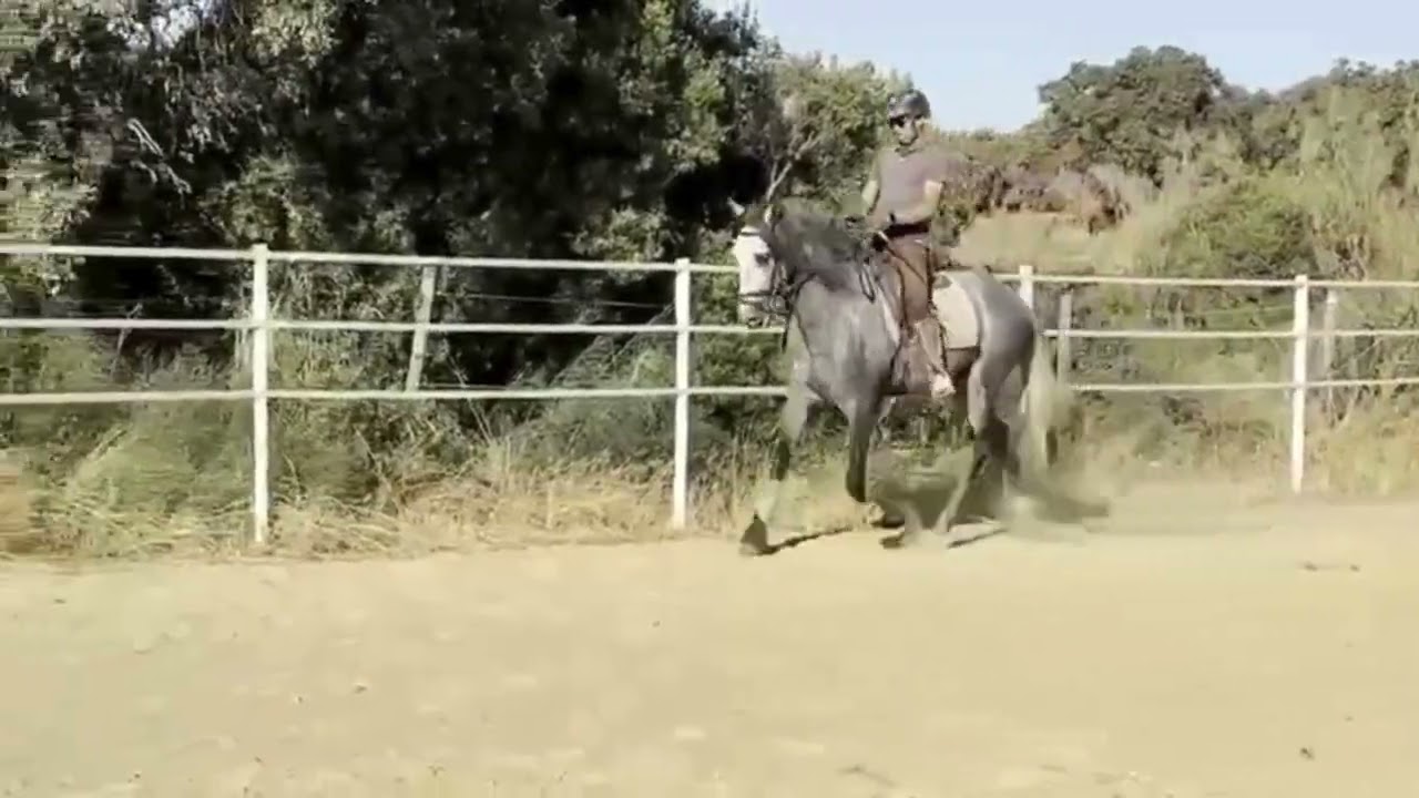 PRE stallion for Sale – BRITON – 7 y/o – 1.68 m – Ideal for Amateur Riders – Spain