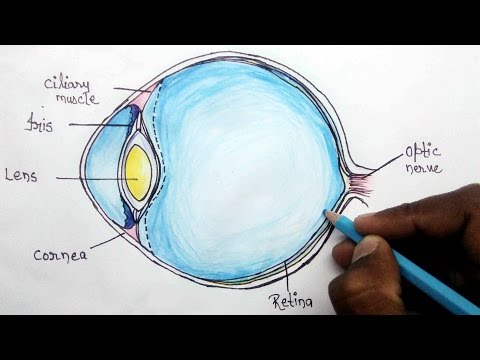 How to structure of human eye step by step for beginners