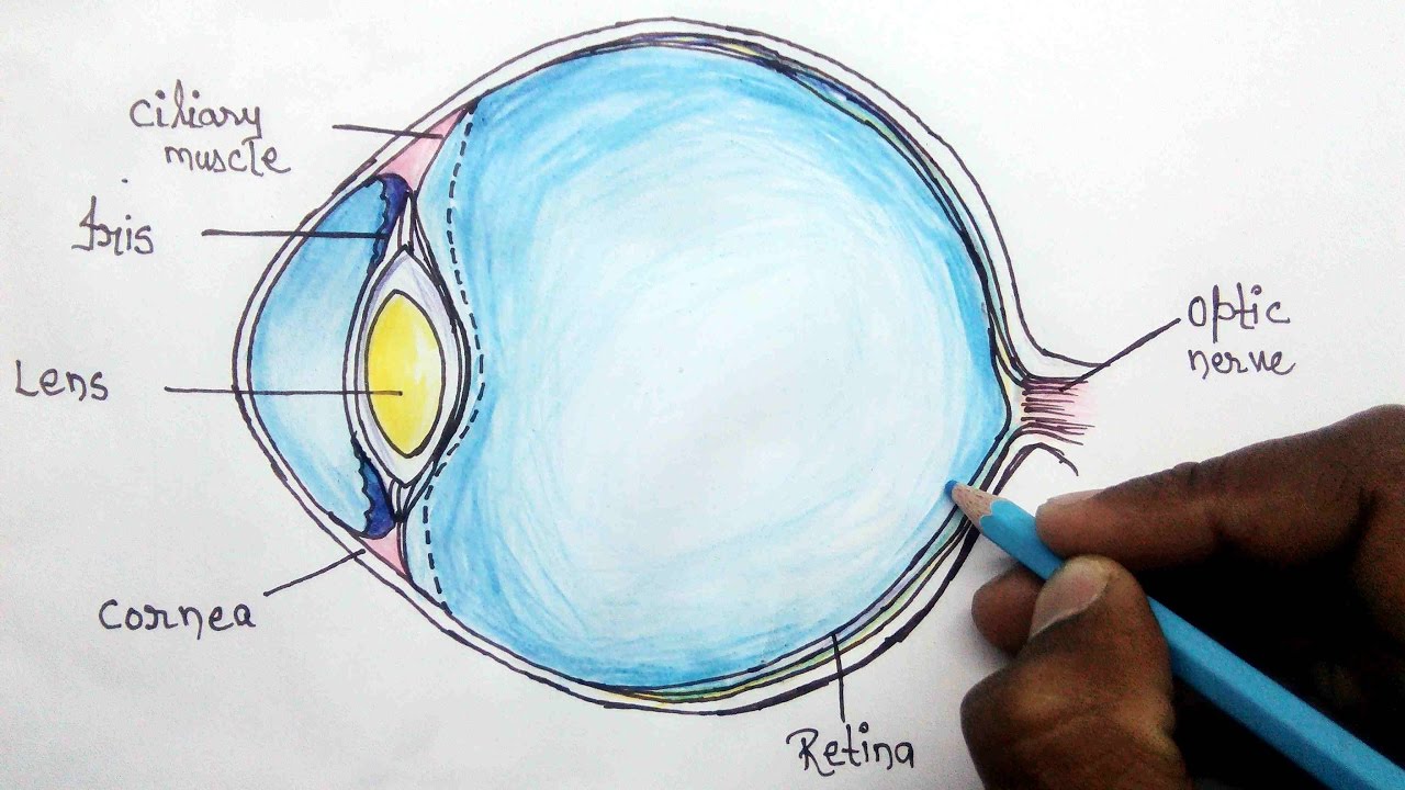 The Structure of Eye in the Old Book the Human Anatomy Basics, by a.  Pansha, 1887, St Stock Image - Image of sketch, journal: 180236009