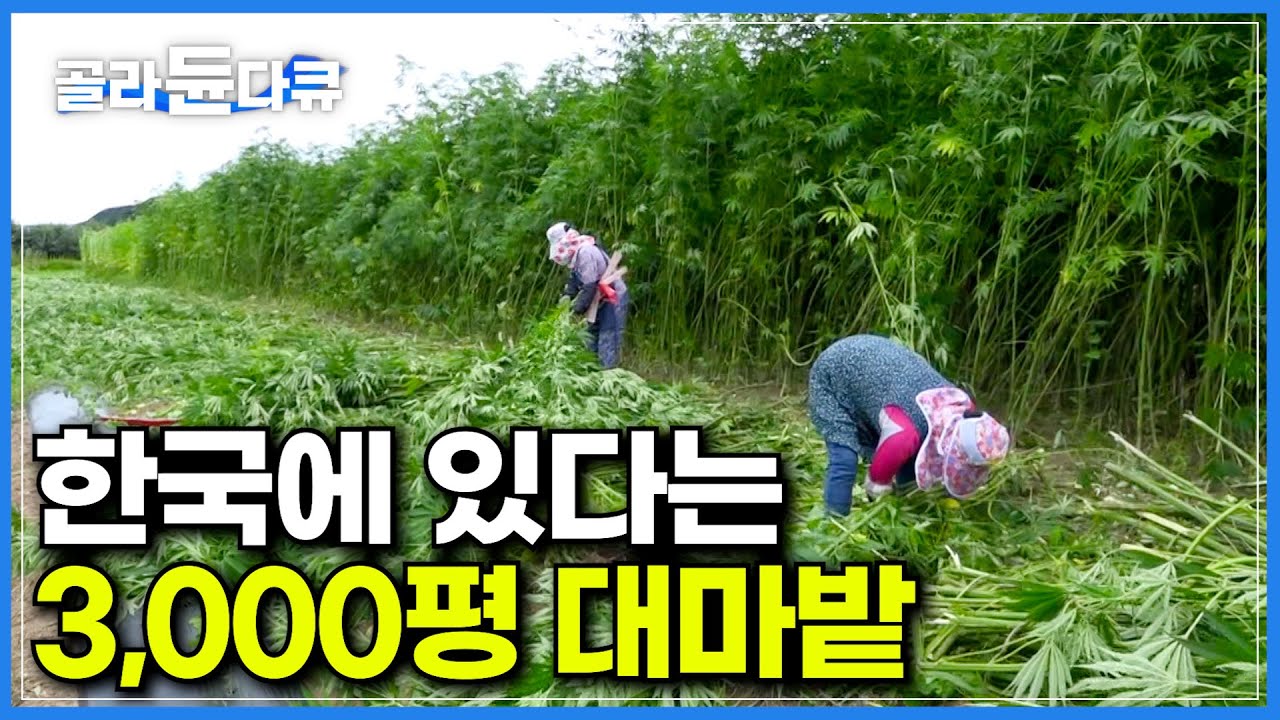 3,000평 밭에 3m로 높게 자란 대마가 빽빽하게 들어서 있는 곳|대마(삼)로 만드는 천연섬유 삼베|조상의 지혜와 정성이 녹아 ...