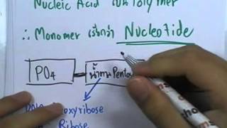 ormBio 161 : สารพันธุกรรม version2 ,ตอน01