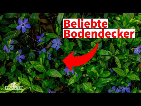 Video: Top 10 der blühenden Bodendecker