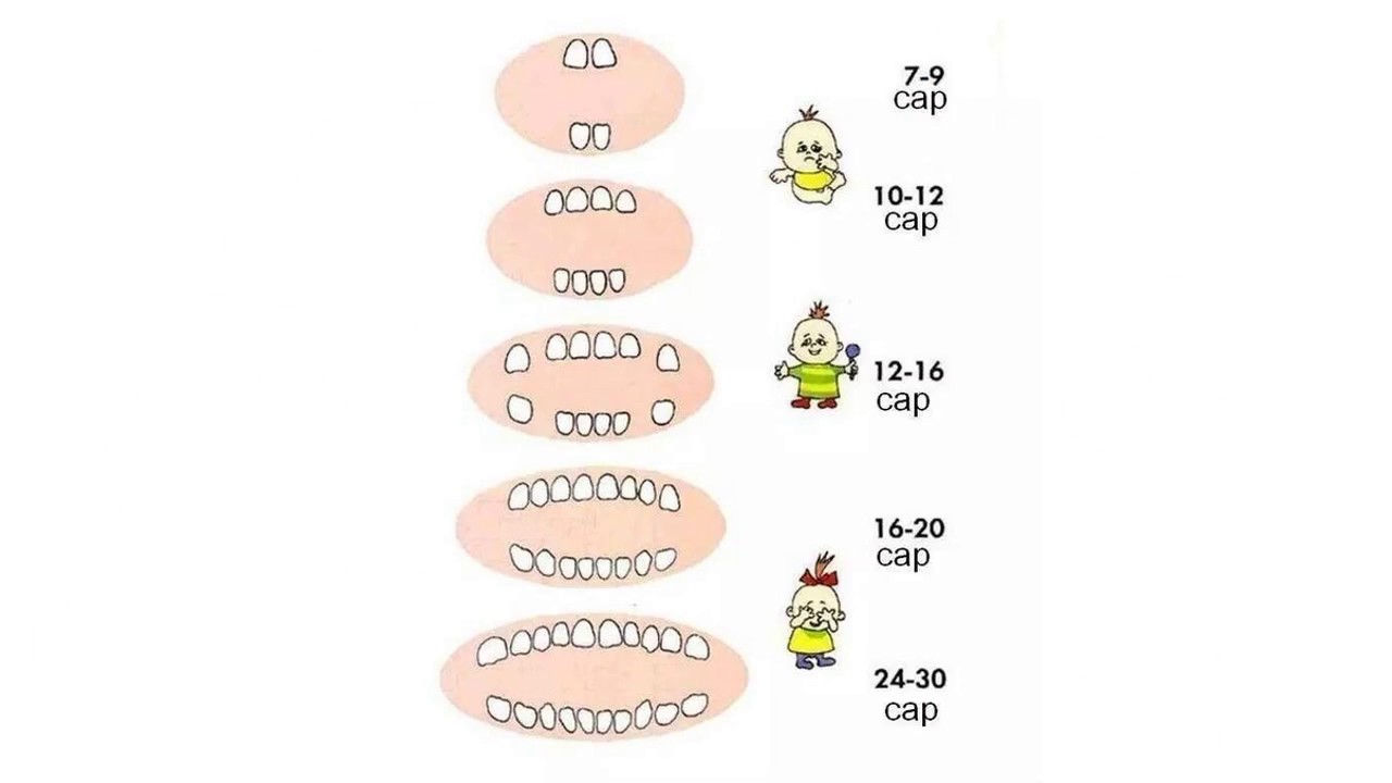 В какой последовательности лезут зубы у малышей таблица фото