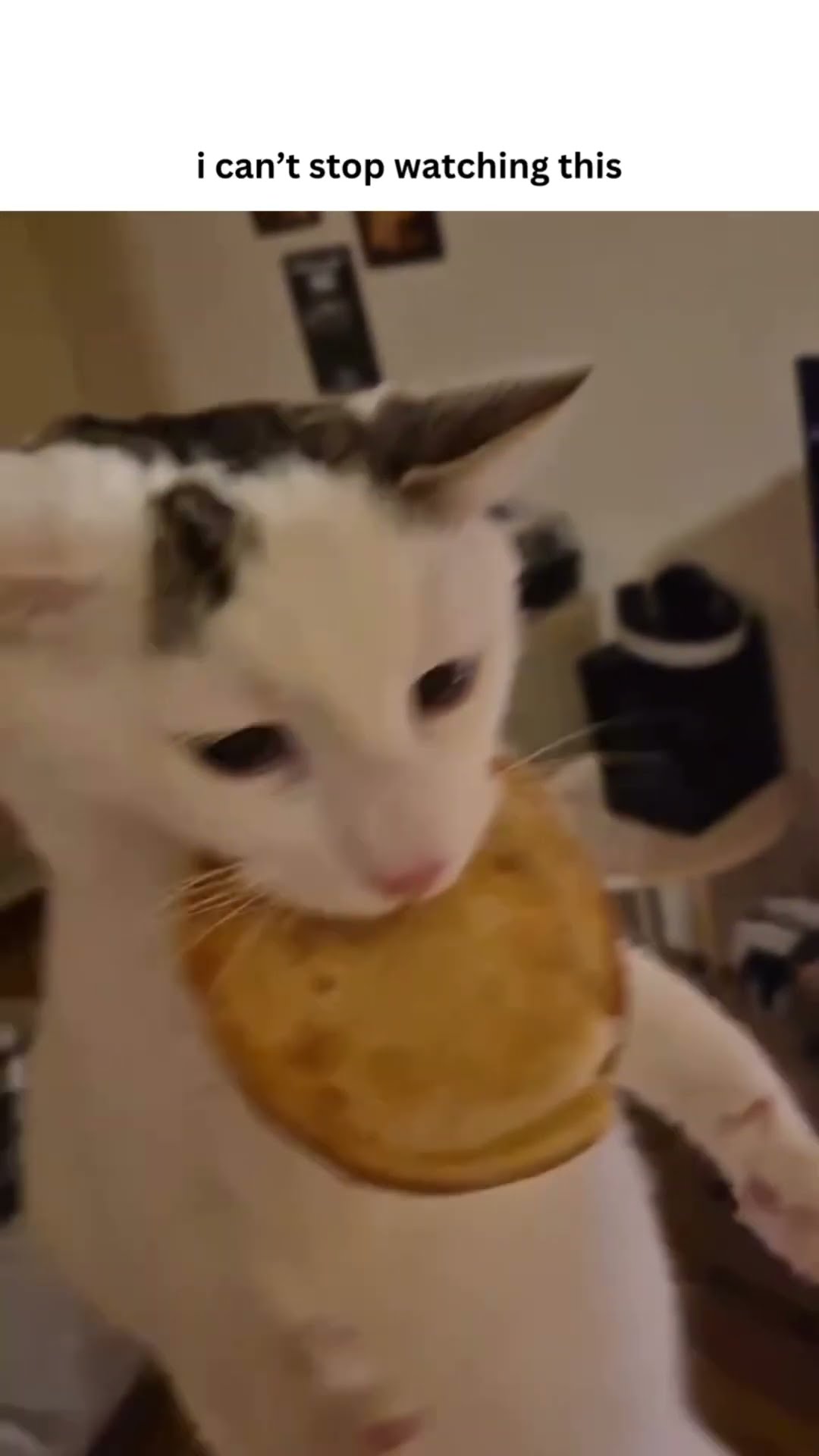 Luhh Kittyo can’t stop his hunger