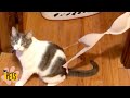 Craziest cats ever  the best cute funny animals compilation 2  afv pets