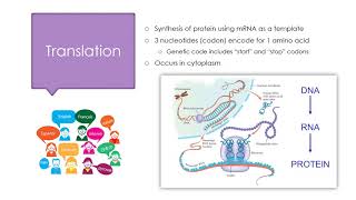 Molecular Diagnostics Lecture 5:  Replication, Transcription, and Translation