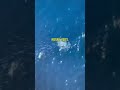 Fish Swarm Apple 🍎 Thrown Off Oil Rig🐟🤯