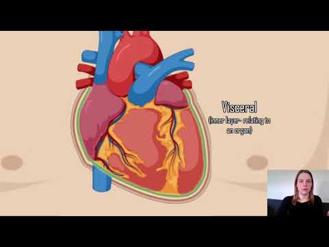 Video: Care sunt organele viscerale?