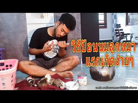 วีดีโอ: วิธีให้อาหารลูกสุนัขแรกเกิด