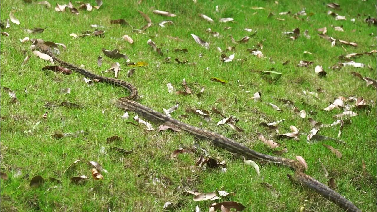 Scrub Python - YouTube