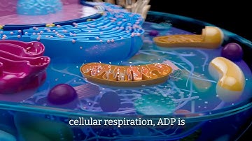 Understanding ATP & ADP: Energy Molecules Explained for Grade 8