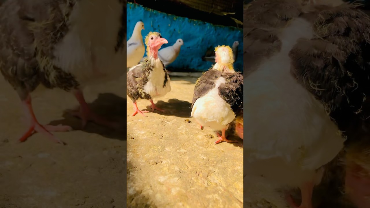 KABUTAR LOVER 🕊️