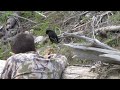 Bear Hunt with Brant