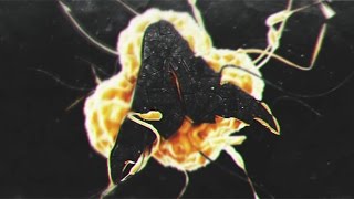 Avocx | Valkryie - Multi-CoD Dual Mini