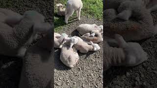 LAMBS FOR KIDS 🐑 Learn about BABY SHEEP for children #shorts #kidsshorts #educationalshorts