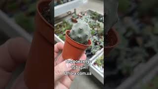 Тефрокактус Dflora.ua