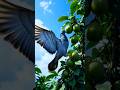 🕊️ कबूतर और अमरूद का पेड़ 🍈 #trustonallah #pegion #ai #motivation #birds