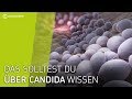 Das solltest Du über Candida wissen | Darm-Pilzinfektion | Was ist Candida?