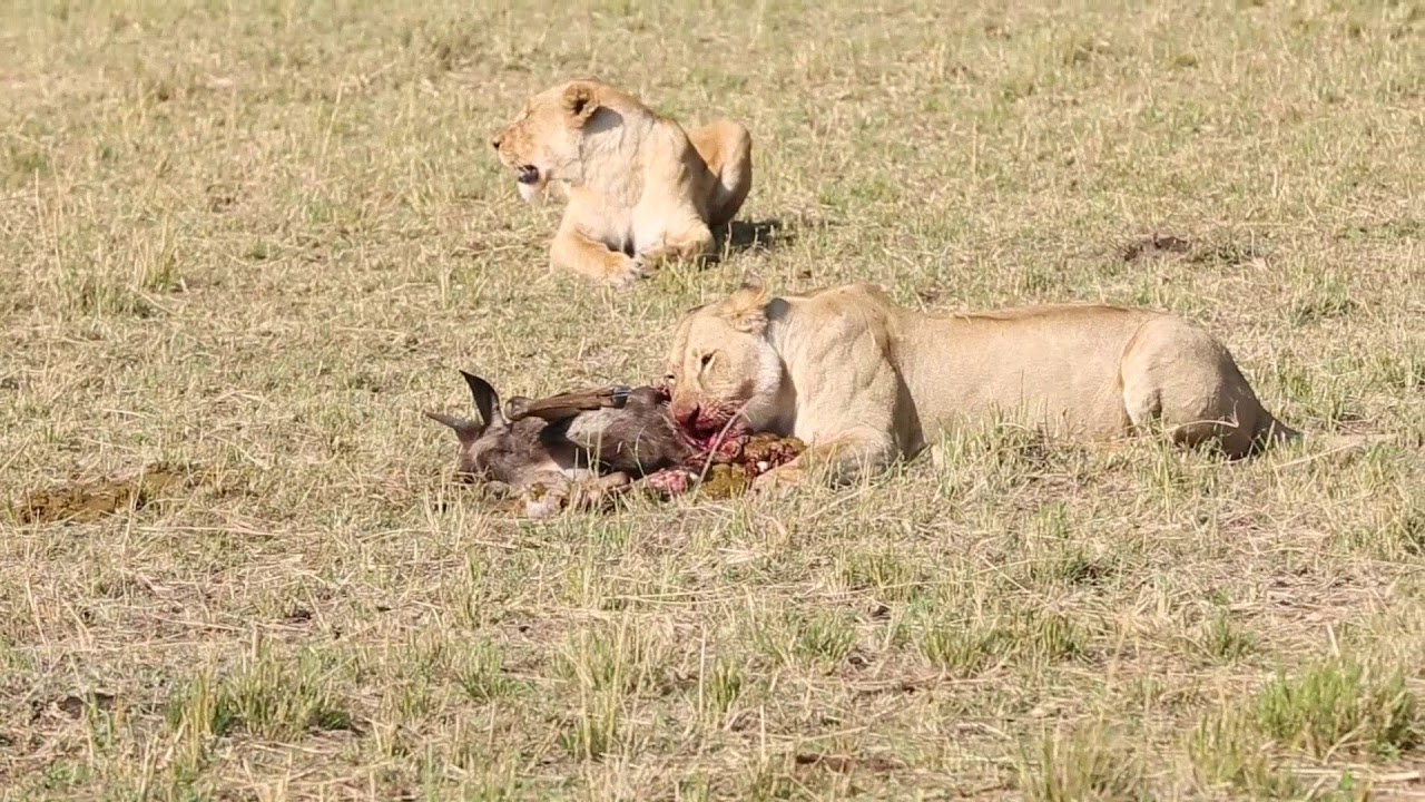 bountiful safaris masai mara