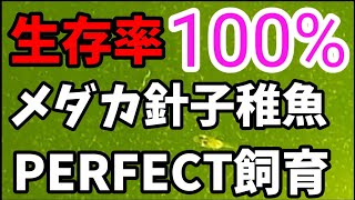 生存率100 メダカ針子稚魚が急成長 生クロレラ原液でグリーンウォーターと生茶培養ゾウリムシでパーフェクト室内飼育 卵はメチレンブルーと水道水で消毒 安らぎaquaちゃんねる Youtube