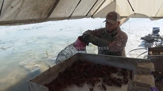 Louisiana's crawfish industry feels the pinch of limits on foreign workers Labor Shortage Threatens Louisiana Crawfish Production