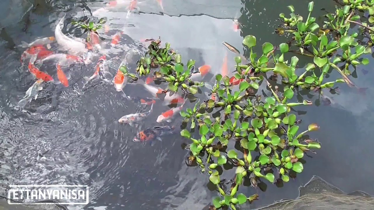 Budidaya ikan  koi  besar  di Kolam  Tanah Sederhana YouTube