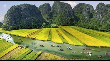 Sắc vàng Tam cốc - Tràng an ( The yellow of Tam coc - TRang an)
