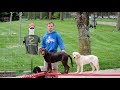 Train Two Labrador Retriever Puppies At The Same Time