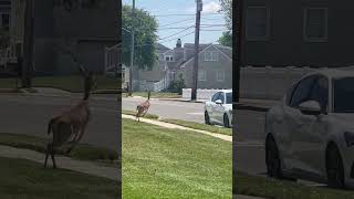 Two Running Deer Spotted in an Urban Area