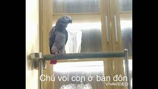 Vẹt xám KAKA #parrot #shortvideo #share #viral #video #xuhuongtiktok #xuhuong #dayvetnoi #vetxam