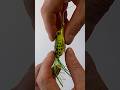 Quick Fishing Knot for Artificial Lures