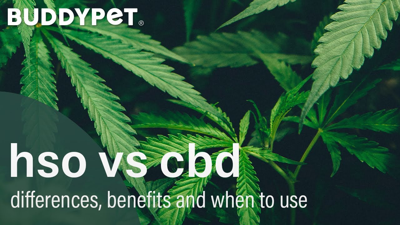 Hemp Seed Oil vs CBD YouTube