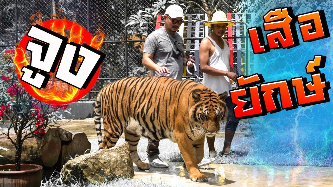 จูงเสือชิวๆ ร้อยวิวได้ไง..!!
