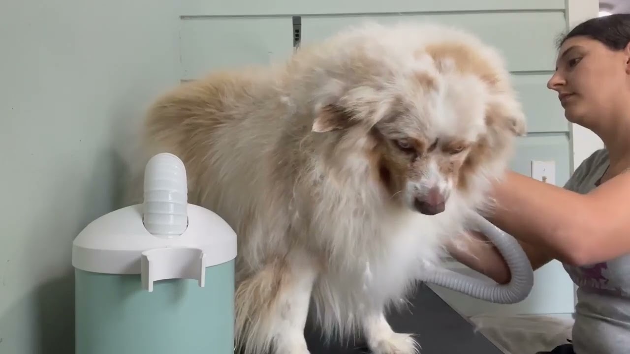 AiiYME Smart High Speed Pet Dryer