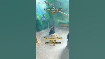 #anak #monyet #yg #sangat #pinter 🤣🤣🤭 #lucu #kelakuan #shorts #video #videlucu