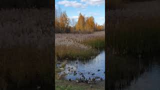 Водоём с утками #утки #птицыроссии #птицы #живаяприрода #созерцание