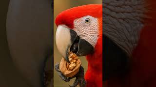 Hay Guacamayos que han llegado a 100 años de vida