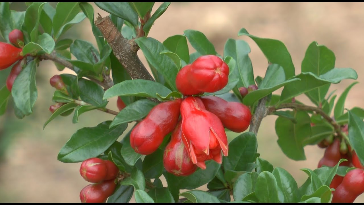 ದಾಳಿಂಬೆಗೆ ಸೂಕ್ತ ಮಣ್ಣು, ಹವಾಗುಣ, ತಳಿಗಳು -ಡಾ. ಮಂಜುನಾಥ ಜಿ. | Soil ,environment, varieties of Pomegranate